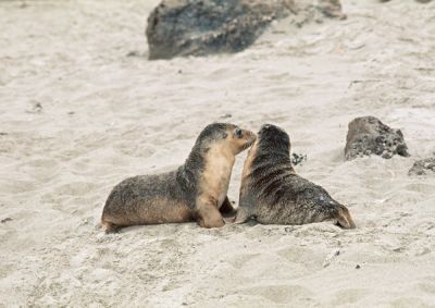 http://www.fotogall.ru/albums/sea_animal/normal_pups_two_on_sand.jpg
